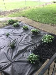 Weed Barrier ~ It isn't for everyone.